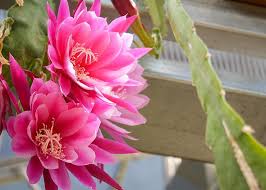 If you've recently changed your name, you'll need to update your information on nddot records. Travel North Dakota On Twitter Funfactfriday Even During Winter S White Out The International Peace Garden Is Blooming With Color Year Round They Re Cacti Garden Houses 4 500 Different Cactus And Succulent Species Bendlegendary Https T Co