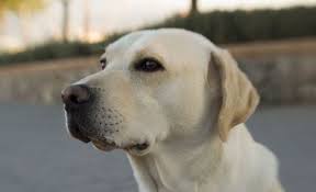 Labrador Retriever Caractere Origine Prix Education Et Conseils Labrador Labrador Retriever Chien