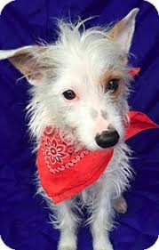 East Hartford Ct Terrier Unknown Type Small Mix Meet Talia In Ct A Dog For Adoption Dog Adoption Adoption Pet Adoption