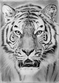 Nice Art Work Tiger Drawing Animal Drawings Tiger Art