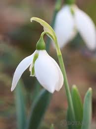 スノードロップの花言葉 意味が怖いって本当 贈る際の注意点は botanica 花言葉 怖い 冬の庭