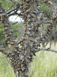 Image result for Acacia nigrescens