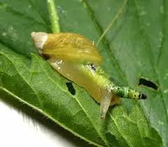 In this video, let's take a look at three types of symbiotic. What Kind Of Symbiotic Relationship Do Humans Have With Trees That We Cut Down To Make Room For Farmland I Thought It Might Be Parasitic But Parasites Don T Usually Kill Their Hosts