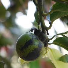 Image result for Diospyros gabunensis