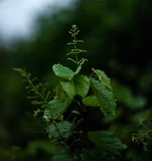 Image result for Tacazzea apiculata