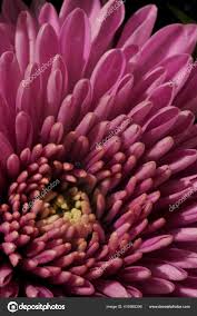 Jigoku shojo — seriendaten originaltitel: Stockfotos Wikipedia Der Blumen Bilder Stockfotografie Wikipedia Der Blumen Lizenzfreie Fotos Depositphotos
