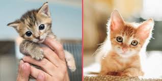 Sevmek Baska Bakmak Baska Bakalim Sen Kedi Bakimi Hakkinda Ne Kadar Bilgilisin Onedio Com