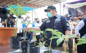 Tepung porang itulah yang jadi bahan baku pabrik glukomanan di luar negeri. Banyuasin Jadi Sentra Tanaman Porang Di Sumsel