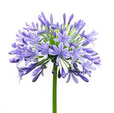 Image result for Agapanthus codii