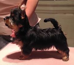 Dogs puppies puppies sale puppies for sale puppies for adoption dogs free puppies bulldog puppies dog puppies poodle puppies beagle puppies staffy. Australian Silky Terrier Club Of Victoria Inc