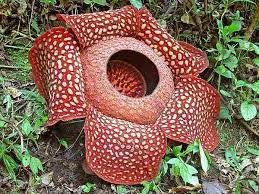 Yang paling populer di antara jenis bunga. Mengenal Rafflesia Arnoldi Gambar Dan Cirinya Alamendah S Blog