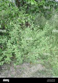 Image result for Sida ovata