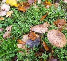 We did not find results for: Coulemelles Macrolepiota Procera Paris Saveurs Le Specialiste Du Champignon Frais Et Cultive A Rungis