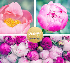 Check spelling or type a new query. Peony Meaning And Symbolism Ftd Com