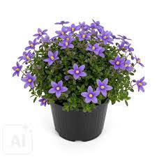 Image result for Exacum