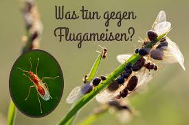 Hilfe gegen ameisen in der wohnung oder im haus bieten eine ganze reihe natürlicher mittel und hausmittel, die zur ameisenabwehr geeignet sind. Flugameisen Was Tun Gegen Ameisen Mit Flugeln