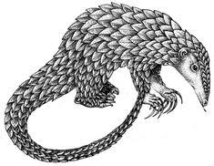 Natural History Museum Tour Pangolin Long Tailed Pangolin Pangolin Art