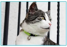 In fact, one of the most important things you can do for your furry pet's safety is to get her a nice collar with id tags. Cat Collar Injuries And How To Avoid Them Blog