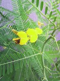 Image result for Sesbania goetzei