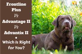Can be used on kittens from 6 weeks of age. Flea Medicine For Dogs K9 Advantix Frontline Advantage Flea 2019 Reviews