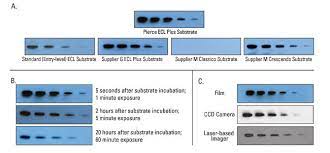 Pierce Ecl Plus Western Blotting Substrate Abo Odczynniki I Wyposazenie Laboratoryjne