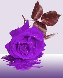 We did not find results for: Condolences Free Stock Photos Download 6 Free Stock Photos For Commercial Use Format Hd High Resolution Jpg Images