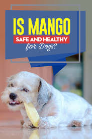 Can my dog eat dried mango? Can Dogs Eat Mango Or Are Mangoes Bad For Dogs And Why