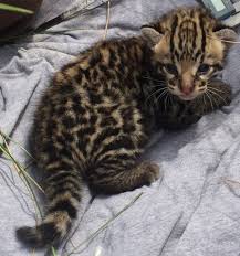 Rare Ocelot Kittens Caught On Camera