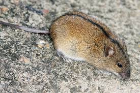 Von Rotel Und Gelbhalsmausen Nabu