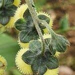 Image result for Cynoglossum amplifolium