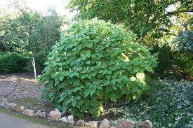 Image result for Sparrmannia