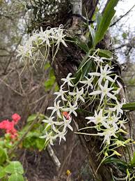 Image result for Mystacidium