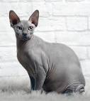Sphynx / Hairless Cat Cat Breed Profile | Petfinder