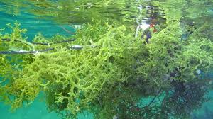 Alga coklat/phaeophyta memiliki pigmen dominan xantofil yang membuat ganggangnya menjadi warna coklat pigmen lainnya yang dimiliki alga rhodophyta atau disebut juga dengan nama alga merah, yaitu salah satu filum dari alga berdasarkan pigmennya atau zat warna, warna merah pada. Kupasan Mh63 Mengenal Rumput Laut Jenis Eucheuma Cottonii Serba Serbi Dahlan Iskan