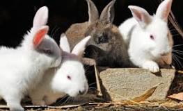 Image result for Where To Buy Rabbits In Uganda