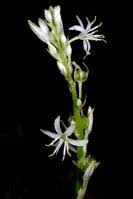 Image result for Chlorophytum sparsiflorum