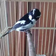 Harga burung decu gacor sekitar rp 250.000 hingga rp 350.000. Decu Kembang Gacor Decu Batu Burung Migran Bersuara Lantang Om Kicau Suara Burung Decu Kembang Gacor Merdu Untuk Masteran Dan Pancingan Burung Decu Kembanh Atau Sikatan Kembang Sanjuanitar Print