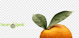 Frank woods business accounting vol frank wood's. Frank Wood S Business Accounting 1 Frank Wood 1926 2000 Business Accounting For West Africa V 1 Bookkeeping Agricultural Products Png Pngegg