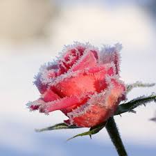 Ma non aveva considerato il grande ritorno dei fiori anche in inverno. Le Rose In Inverno Rosa Piante Da Giardino Rosa Rosa Arbusti