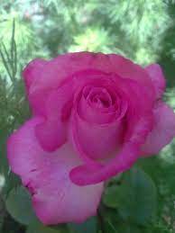 pin by عبير عرفة on from my garden rose flowers plants
