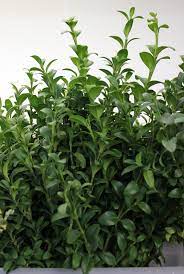 Boxwood Stevens And Son Wholesale Florist