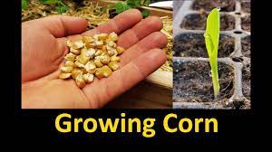 The plants should be about 30 to 42 inches apart. Growing Corn Part 1 Planting And Germinating Youtube