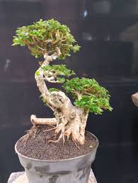 Image result for Premna senensis