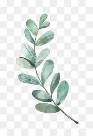 Leaves Png Leaves Transparent Clipart Free Download Eucalyptus Polyanthemos Royalty Free Watercolor Painting Illustration Seni Daun Bunga Cat Air Cat Air