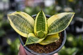 Image result for Sansevieria trifasciata