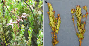Cranberry Plants Exhibiting Characteristic Symptoms Of Cranberry False Download Scientific Diagram Hand with cranberries png image. cranberry plants exhibiting