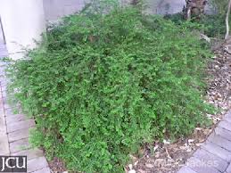 Image result for Phyllanthus tenuis