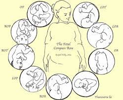 My baby has been in the transverse lie position for quite a while now (close to 2 months, if not longer). Transverse Lie Fetal Position Mother Rising