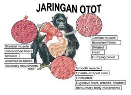 Terdapat 3 jenis otot yang ditemukan pada vertebrata, yaitu otot rangka, otot jantung dan otot polos. Pengantar Jaringan Hewan Otot