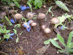 Add/edit a biography add a video report an error. Panaeolus Bisporus Wikipedia